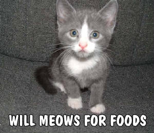 Jan07116174.tmp/PuffyPawsMeows.JPG