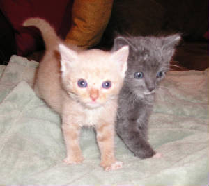 Jan07116174.tmp/Sandykittens.JPG
