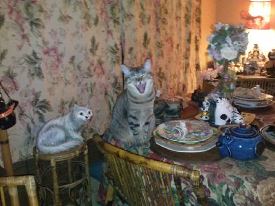 Jan07116174.tmp/happycat.JPG