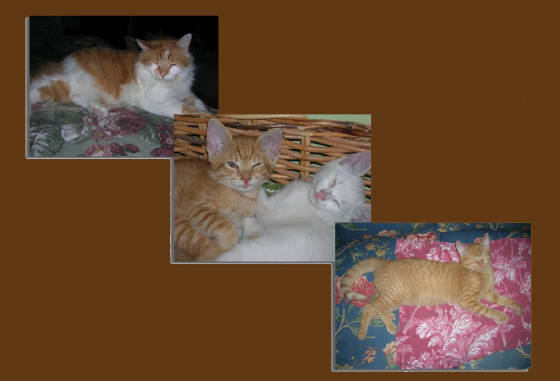 Jan07116174.tmp/maremebrown.JPG