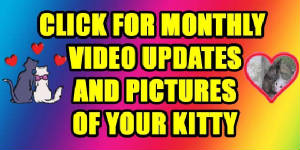 Jan07116174.tmp/videoupdates.JPG
