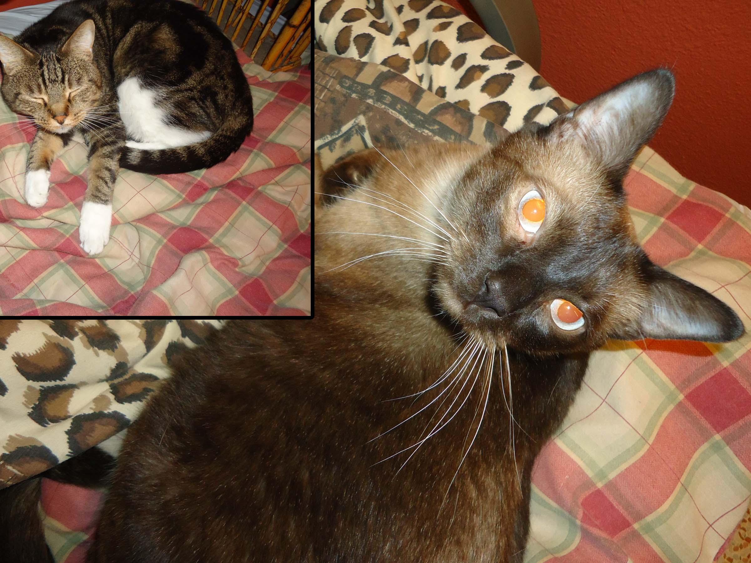 Jan07116174.tmp/sakieandziggey.jpg